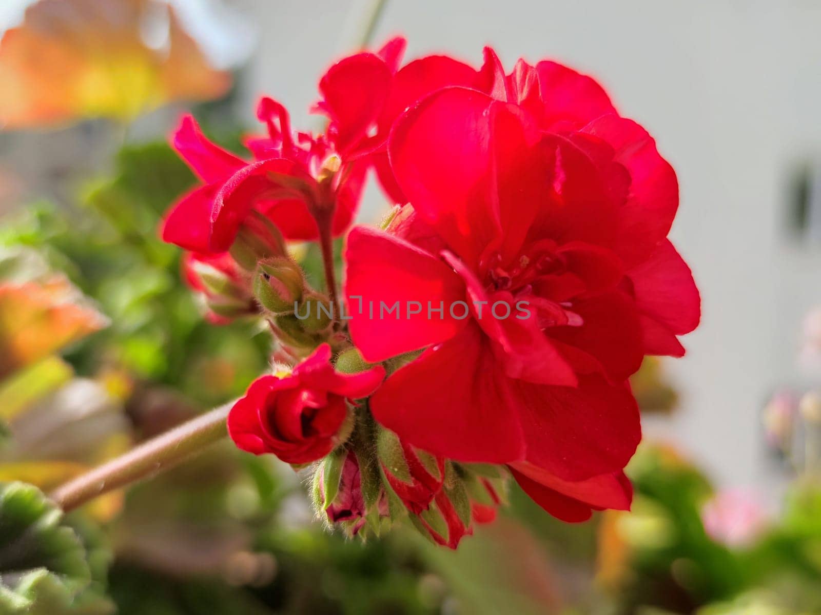 blooming red geranium in sunlight close-up