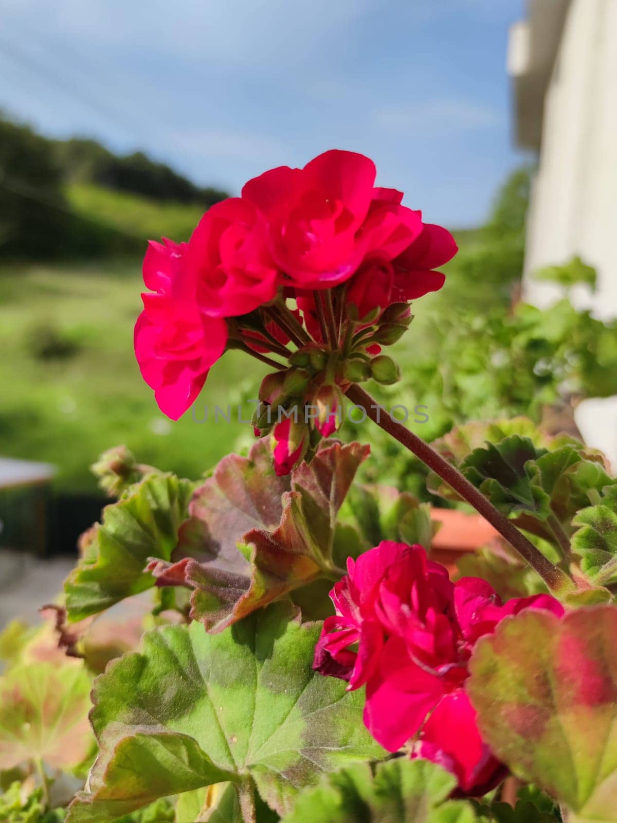 blooming fuchsia geranium in sunlight close-up
