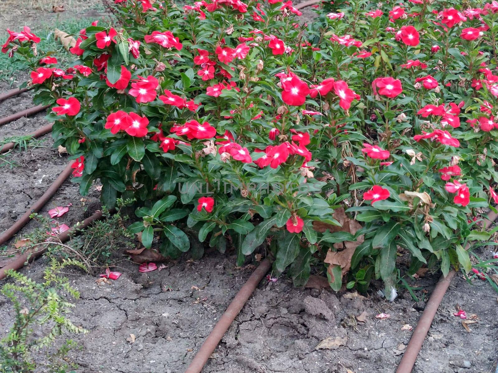 Automatic watering system on a flower bed close-up.