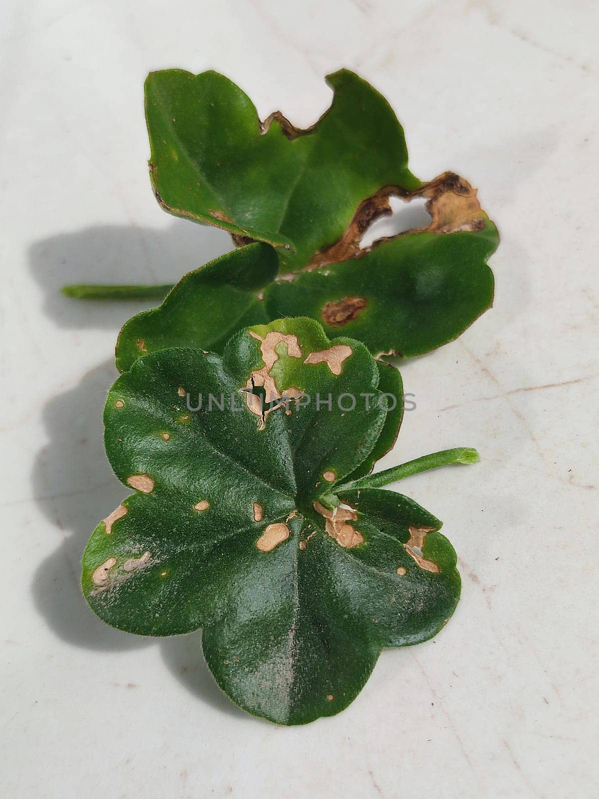 Close-up of pelargonium leaves affected by fungal infection on a white background.