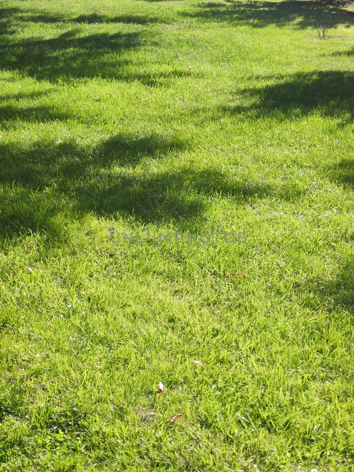 Shadows of trees on a bright green lawn on a sunny day.