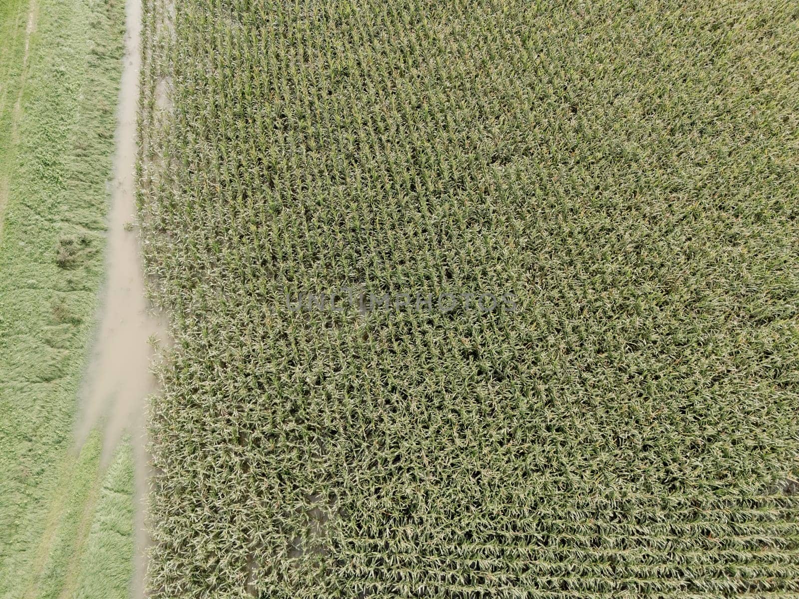Aerial view of flooded cornfield after heavy rainfall, showing damage to crops and challenges faced by agriculture due to extreme weather and severe flooding as river swollen bursting it banks