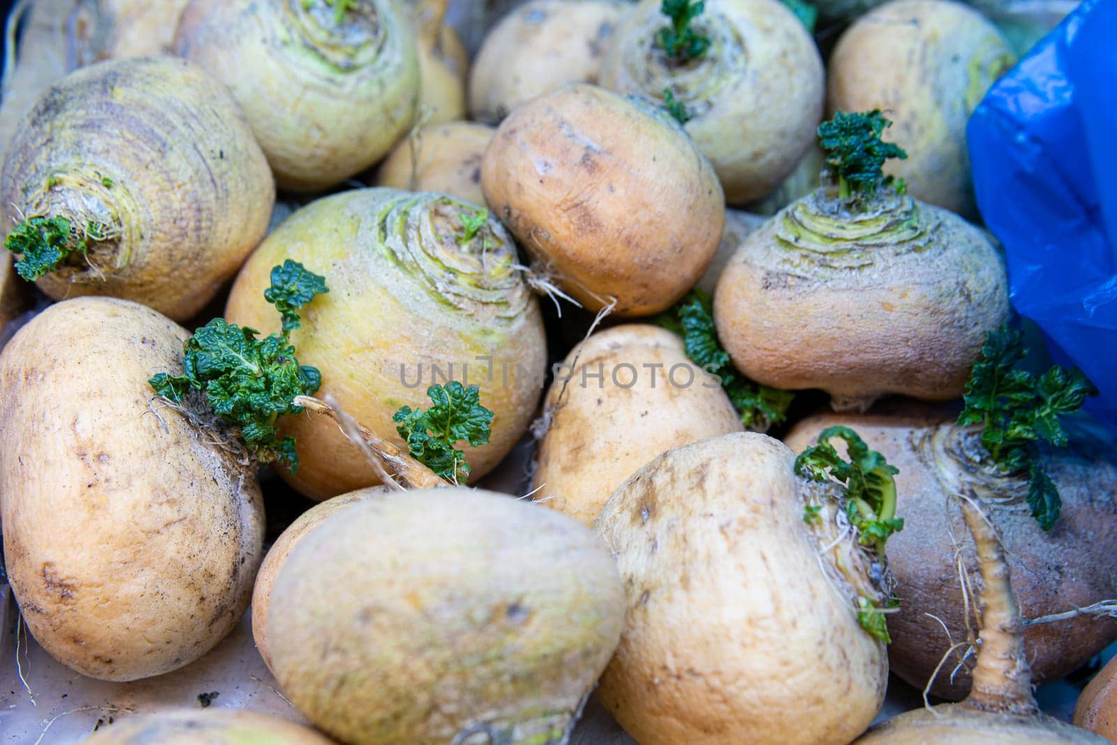 raw background fresh natural plant healthy vegetable food agriculture turnip root organic