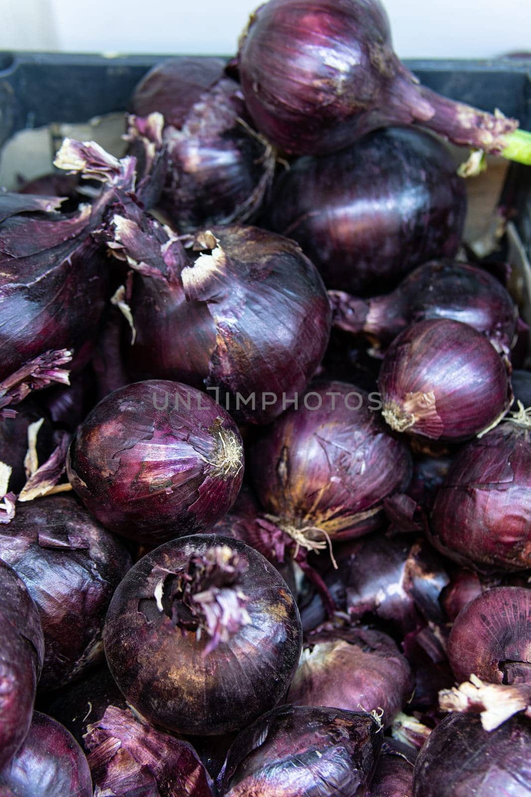 black background vegetable fresh organic cooking root spice raw onion healthy food bulb
