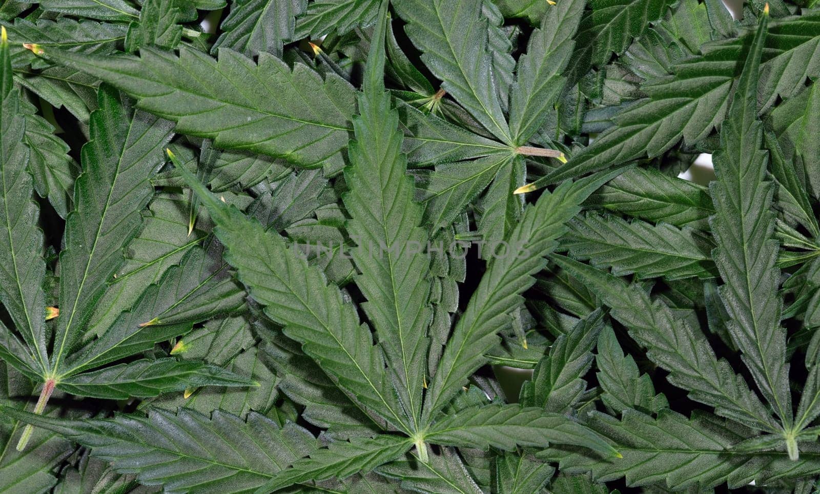 A close-up view of lush cannabis leaves, showcasing their intricate textures and vibrant green color.