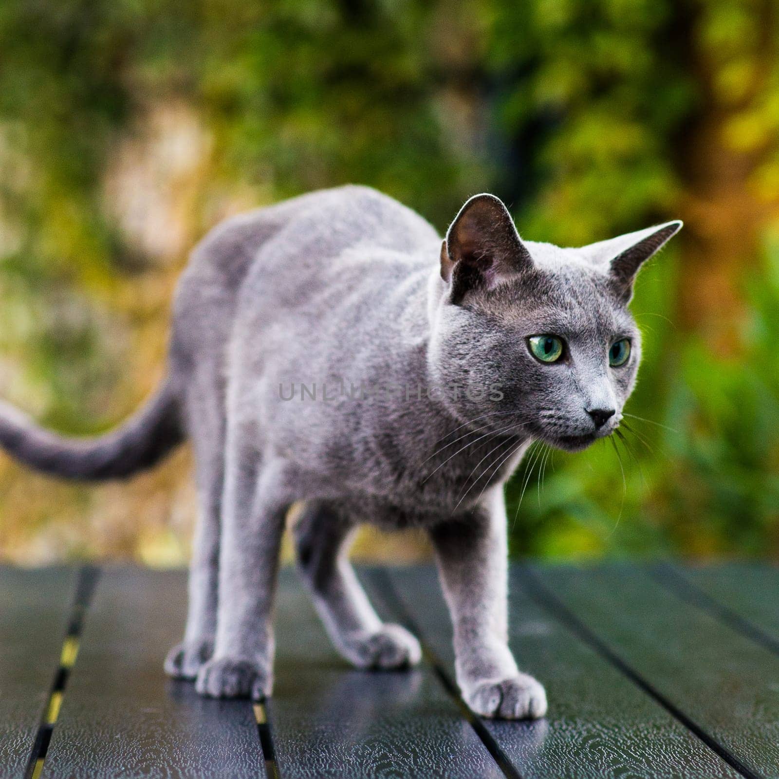 Blue cat sitting on wooden table with green background, sitting in a garden.