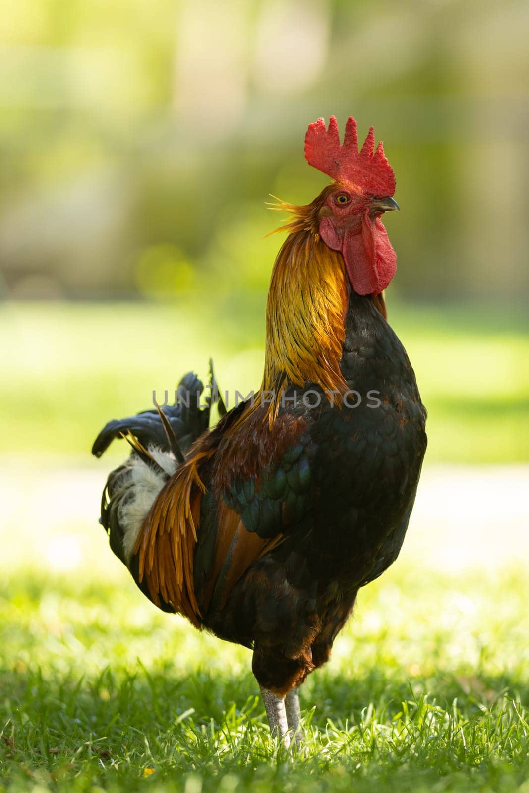 A rooster stands on green grass by Studia72