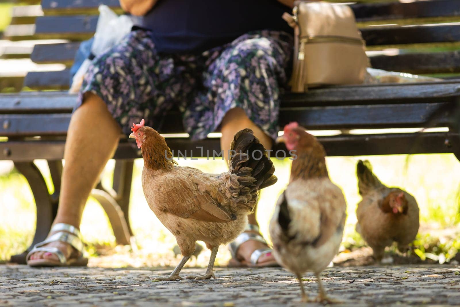 Chickens walk in the park near a bench with a person sitting on it. Mid shot