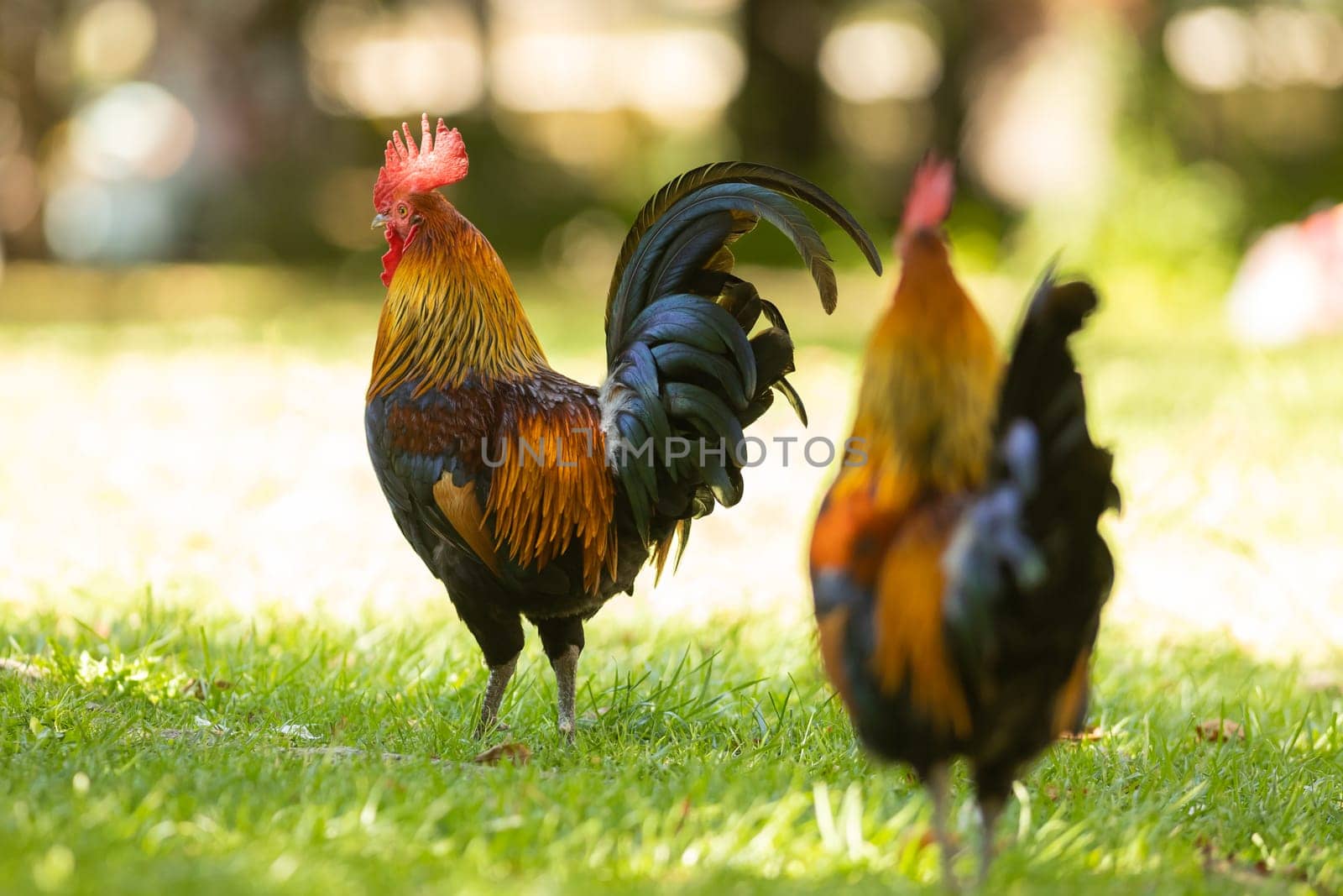 Roosters grazing on the green grass in the park by Studia72
