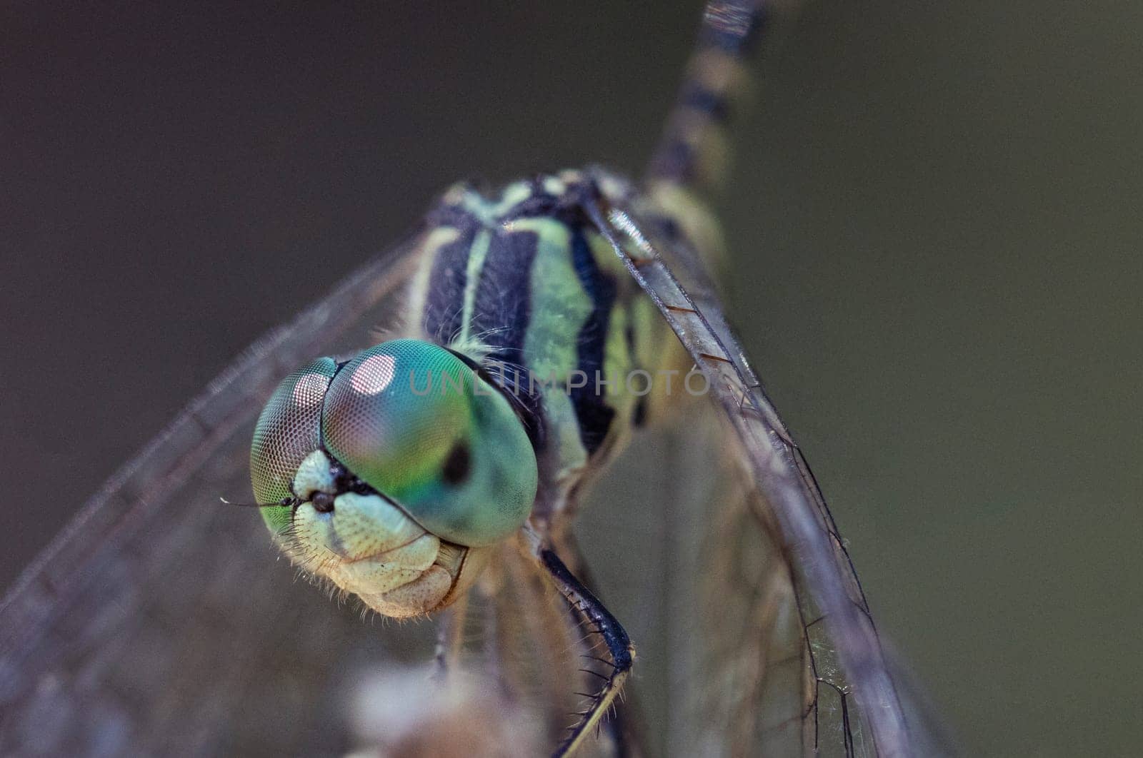 Macro close up, focus stacked shot of a yellow, green and black dragonfly by StefanMal