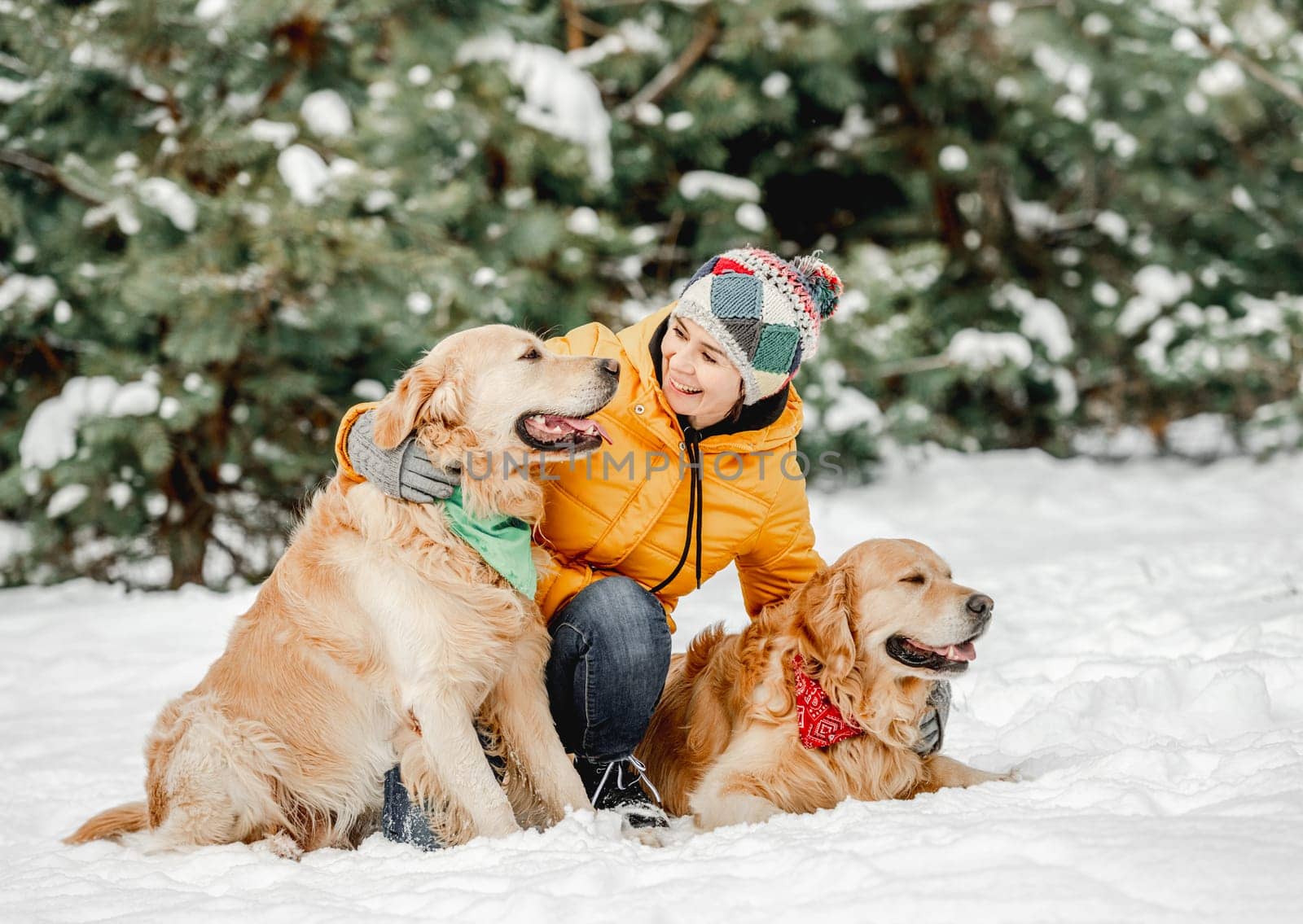 Golden retriever dogs in winter time with girl owner posing in snow. Young woman looking at camera with doggy pets in forest in cold weather