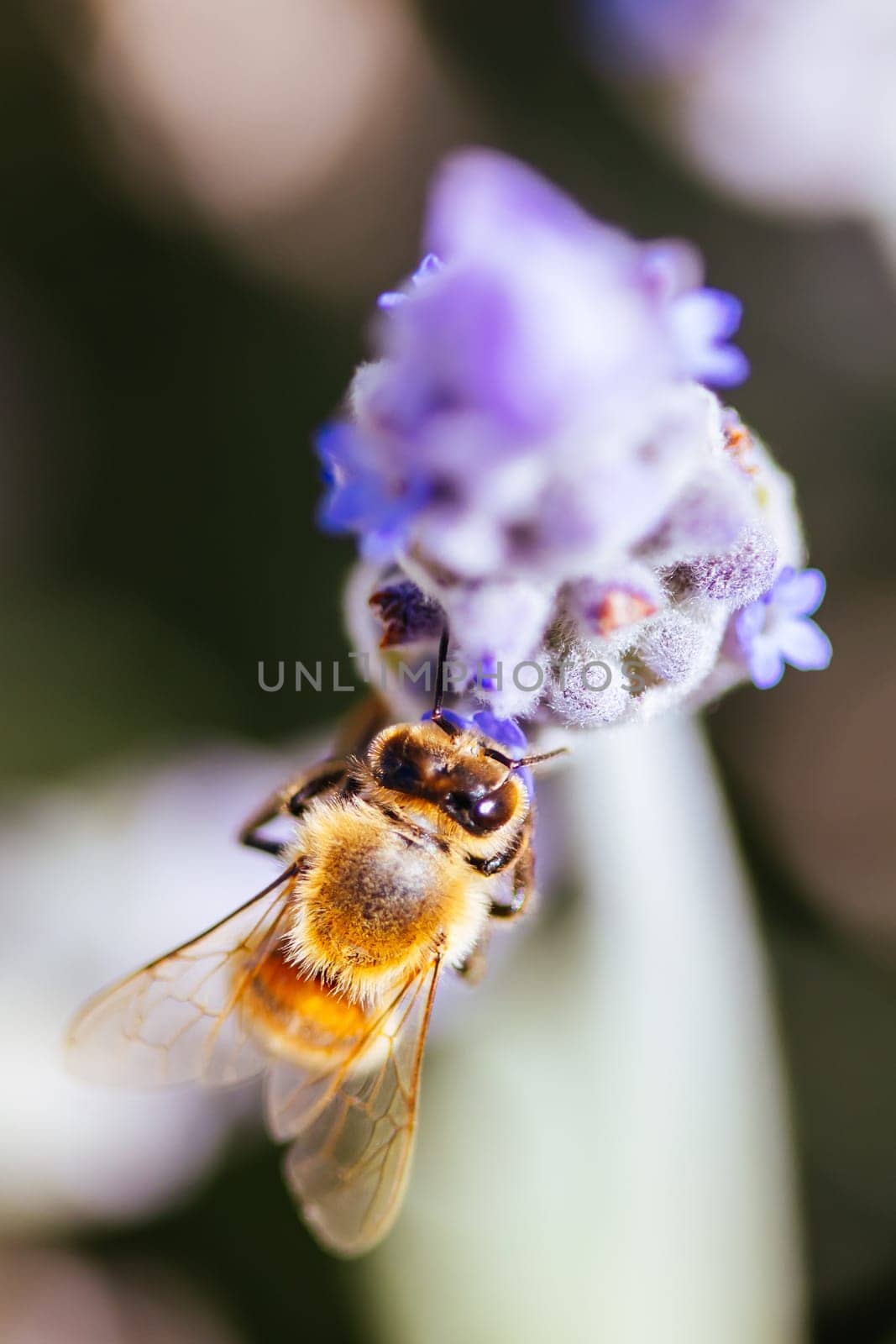 Closeup detail shot of a bee collecting pollen from lavender on sunny spring day in Axedale, Victoria, Australia