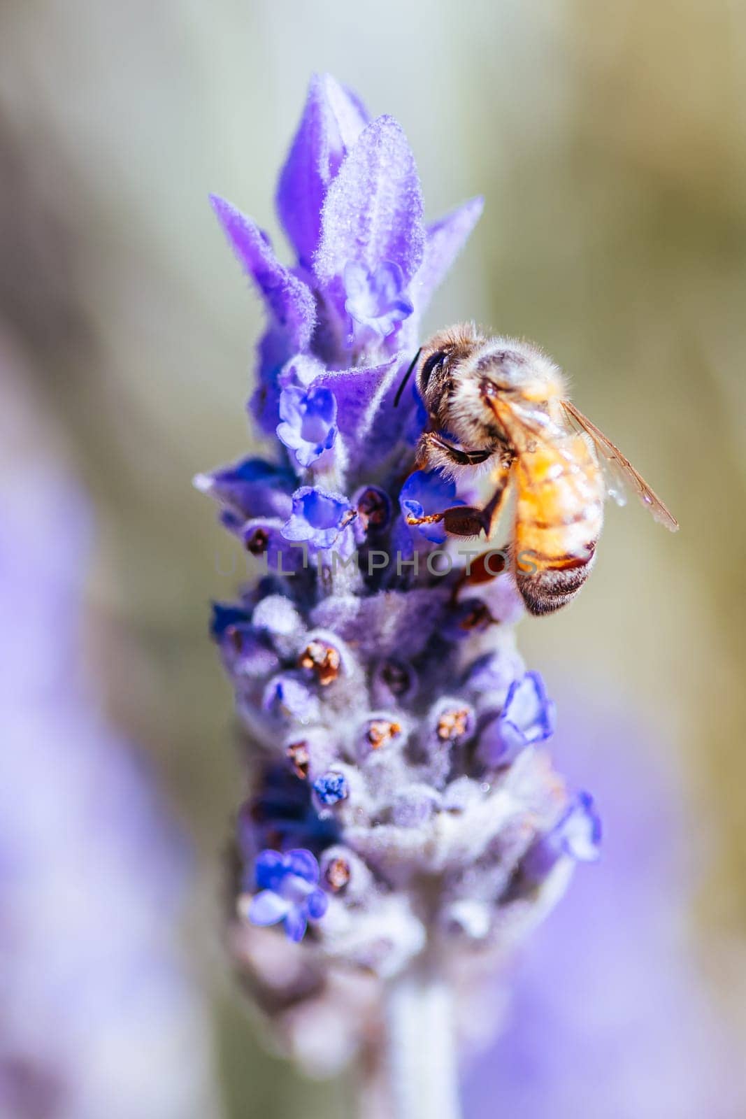 Bee in Lavender in Australia by FiledIMAGE