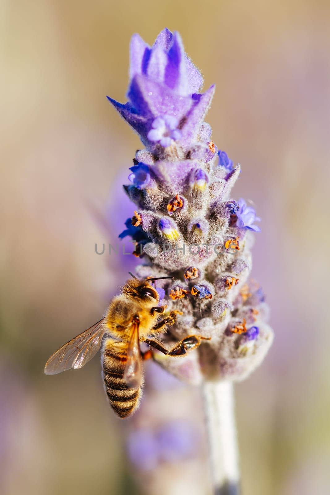 Closeup detail shot of a bee collecting pollen from lavender on sunny spring day in Axedale, Victoria, Australia