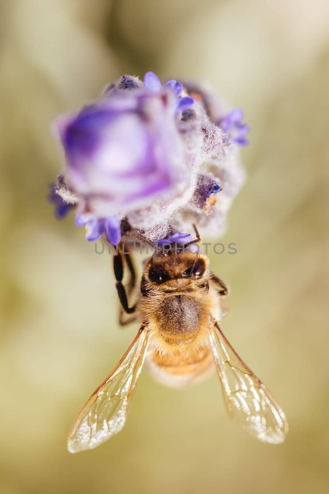 Bee in Lavender in Australia by FiledIMAGE