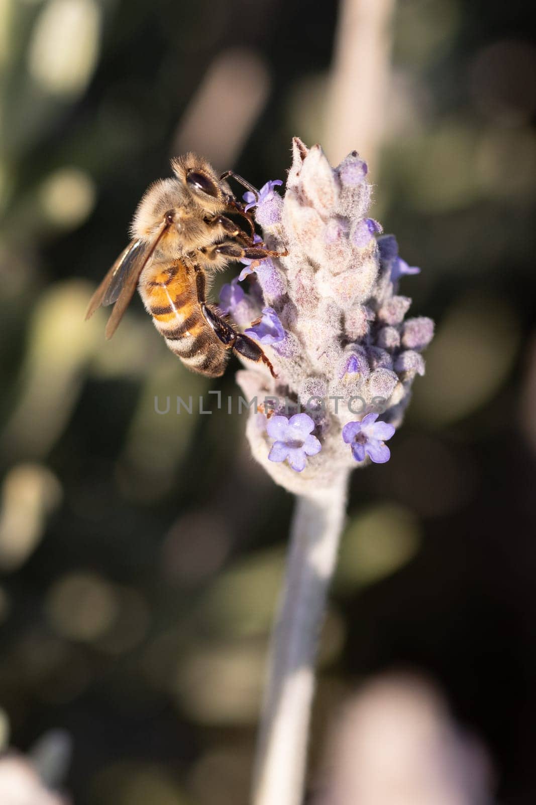 Bee in Lavender in Australia by FiledIMAGE