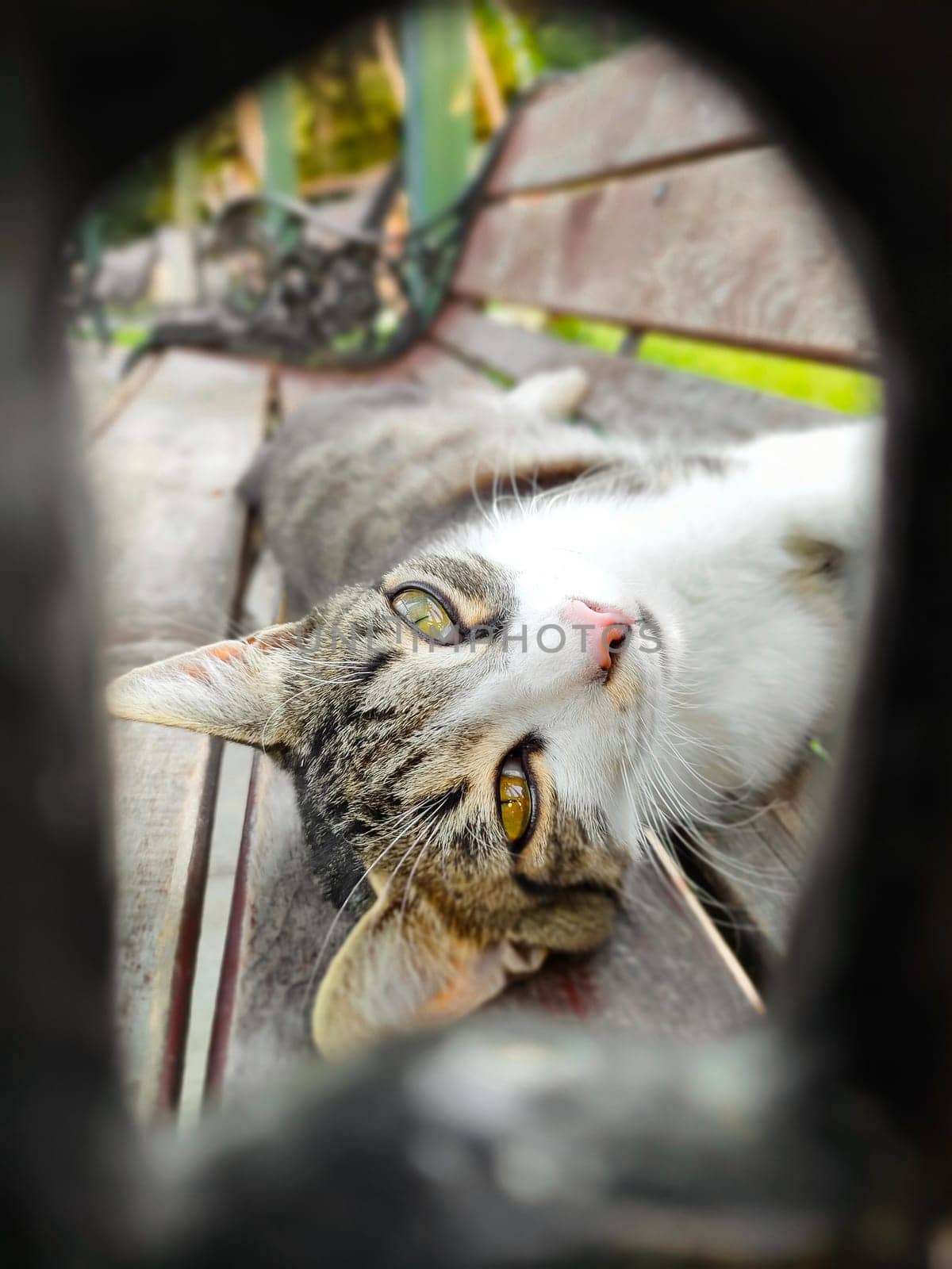 Funny cat with yellow eyes lying on bench and looks at camera, vertical frame.