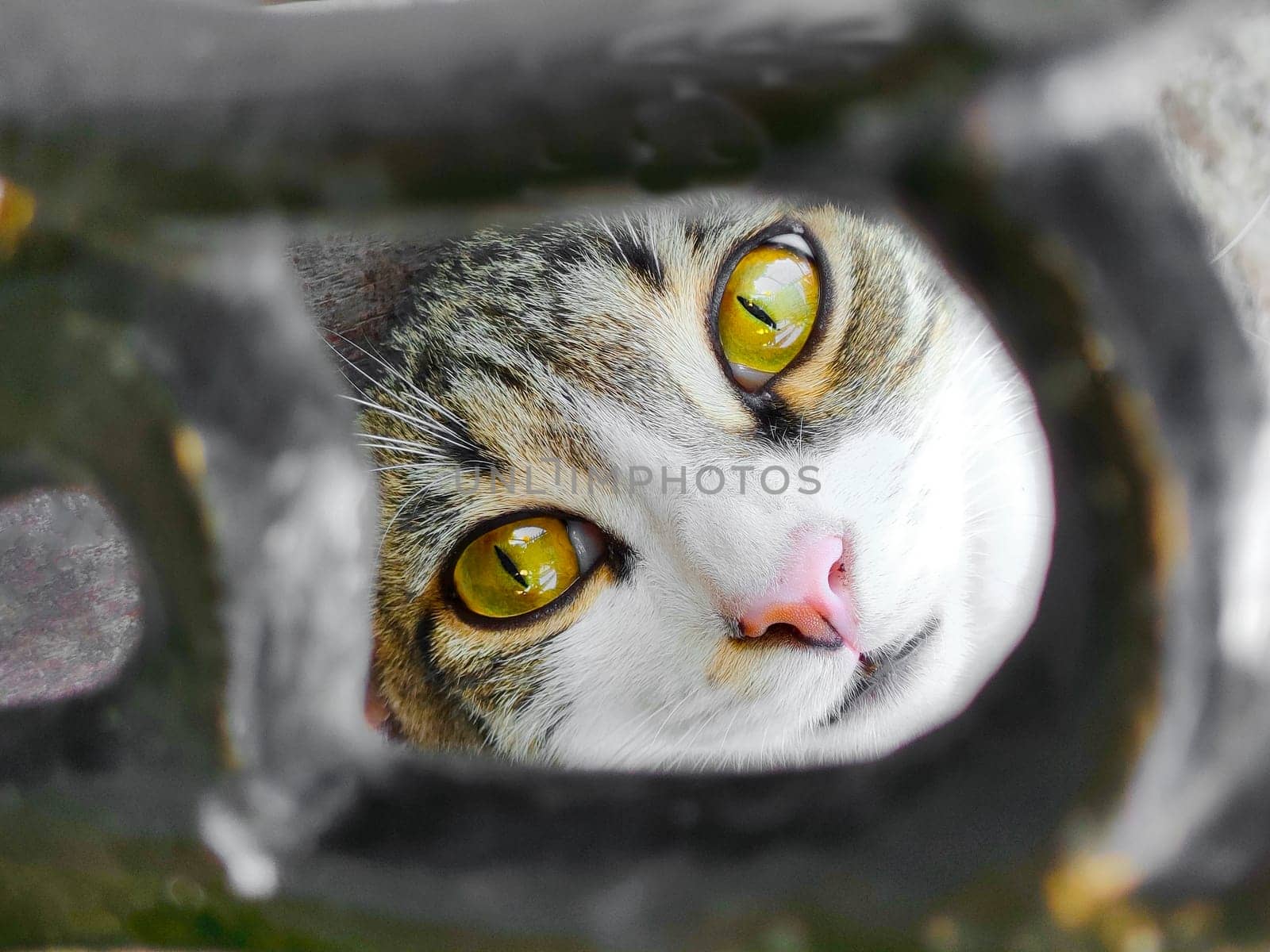 Funny cat face with yellow eyes looks at camera, close-up