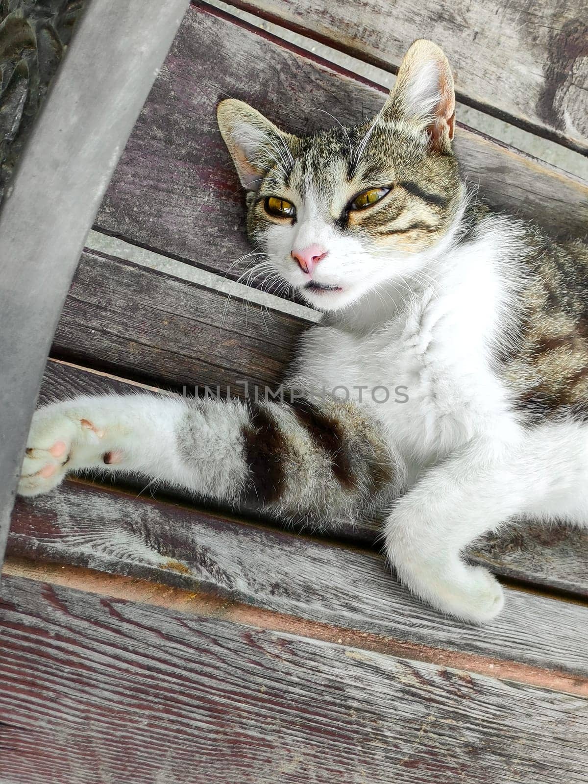 Cute cat with yellow eyes lying on bench narrowed yellow eyes, vertical frame.