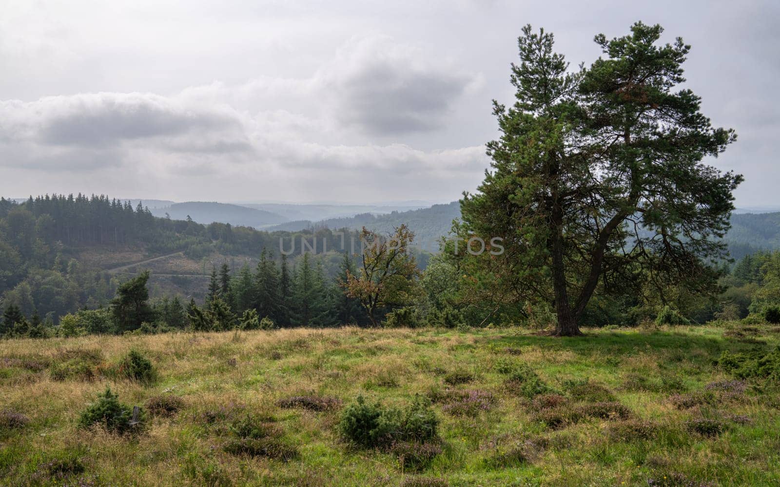 Panoramic image of landscape within the Vulkan Eifel, Rhineland-Palatinate, Germany