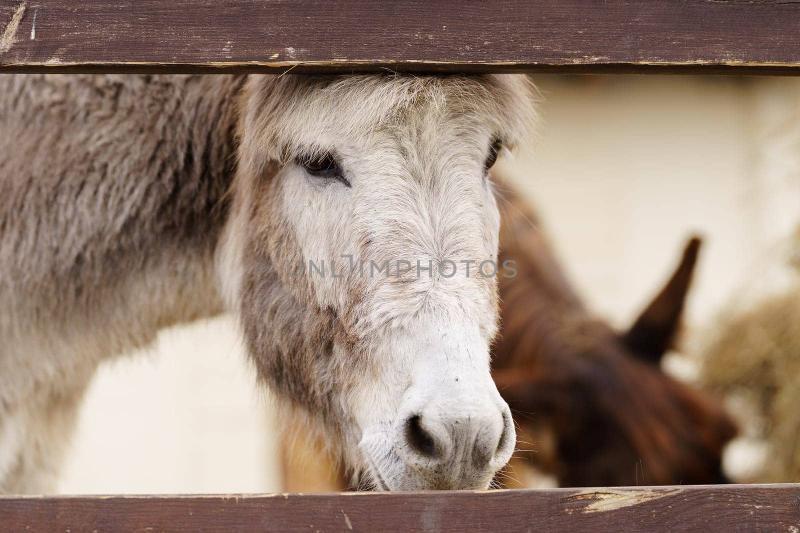Close-up donkey gazing directly at the camera with an expression of curiosity and attentiveness.