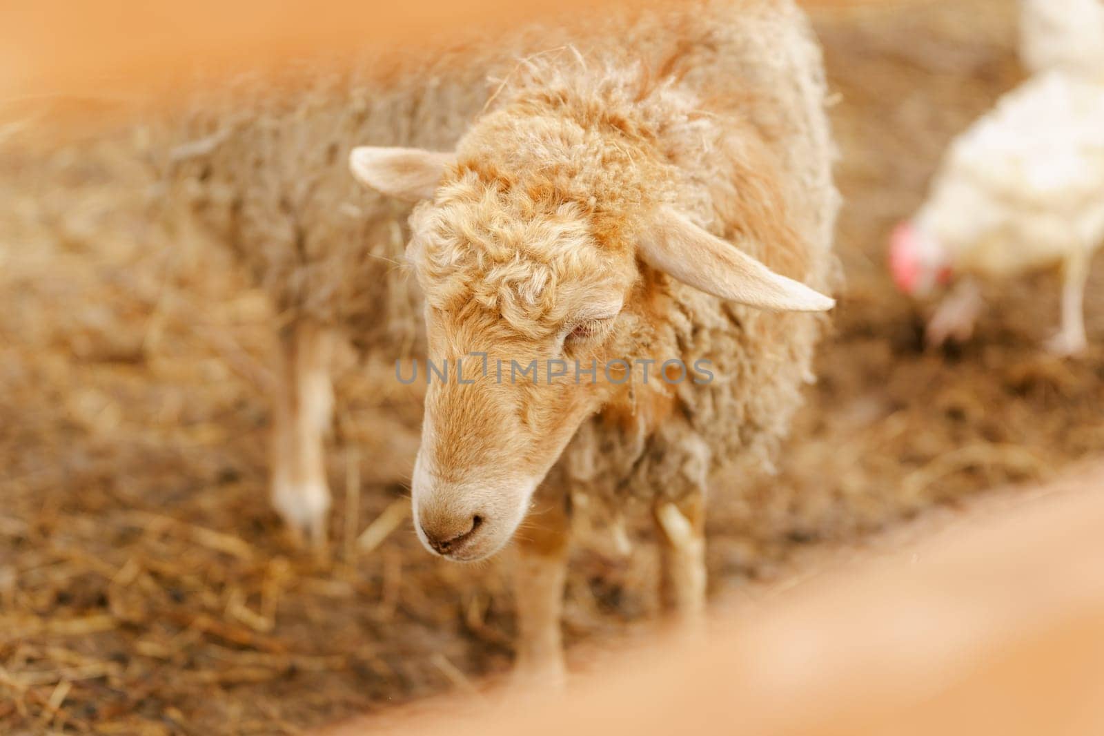 Sheep is standing proudly on a vast dry grass field in a farm setting