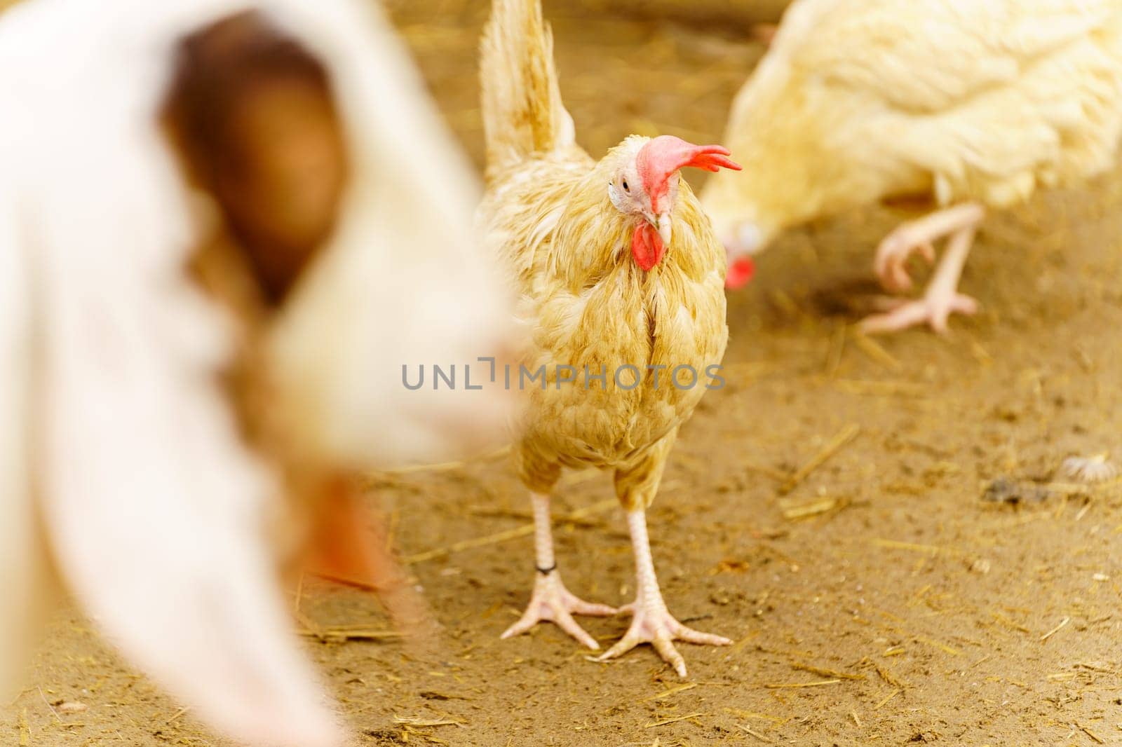 Chicken gracefully moves across a dry dirt field, its feathers shimmering in the sunlight.