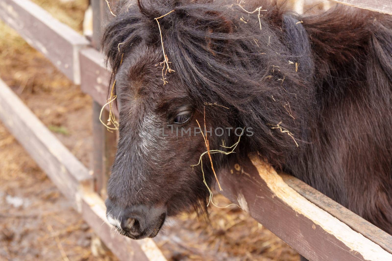 Donkey feeds on hay, showcasing its strength and elegance in the peaceful setting.