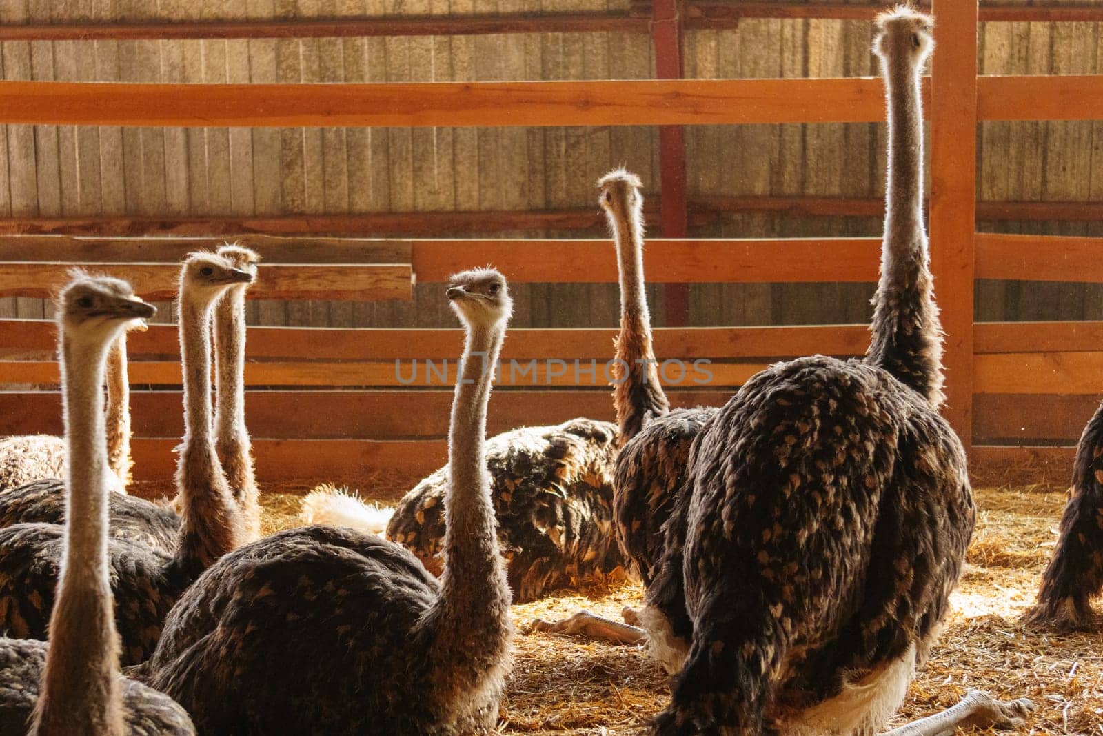 Ostrich stands tall and proud in a traditional barn setting, showcasing its impressive size and unique features.