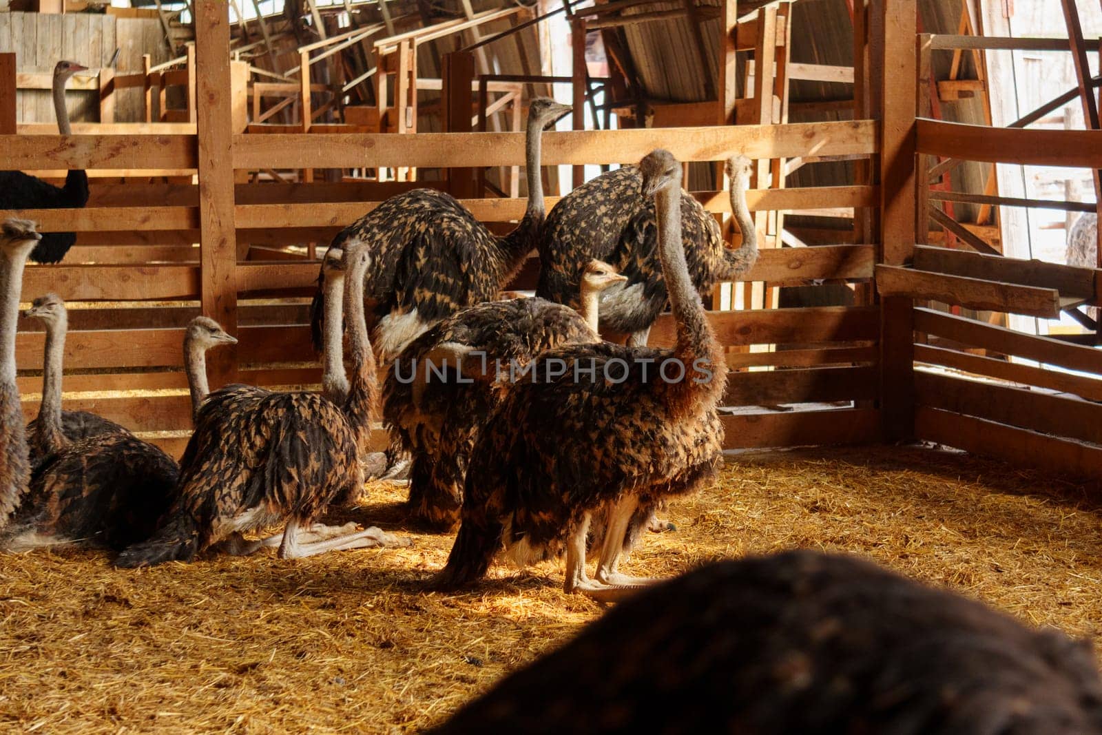 Ostrich confidently struts around the interior of a born on farm. Animal husbandry