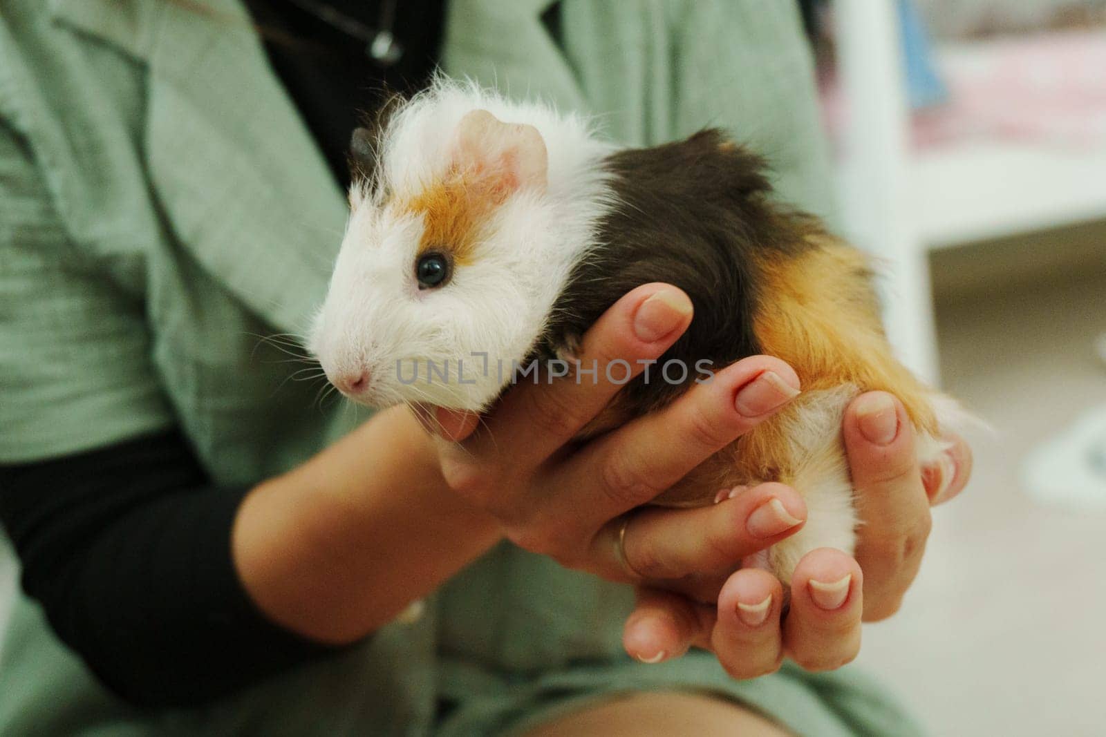 Friendly guinea pig enjoys a lazy afternoon in a warm home environment
