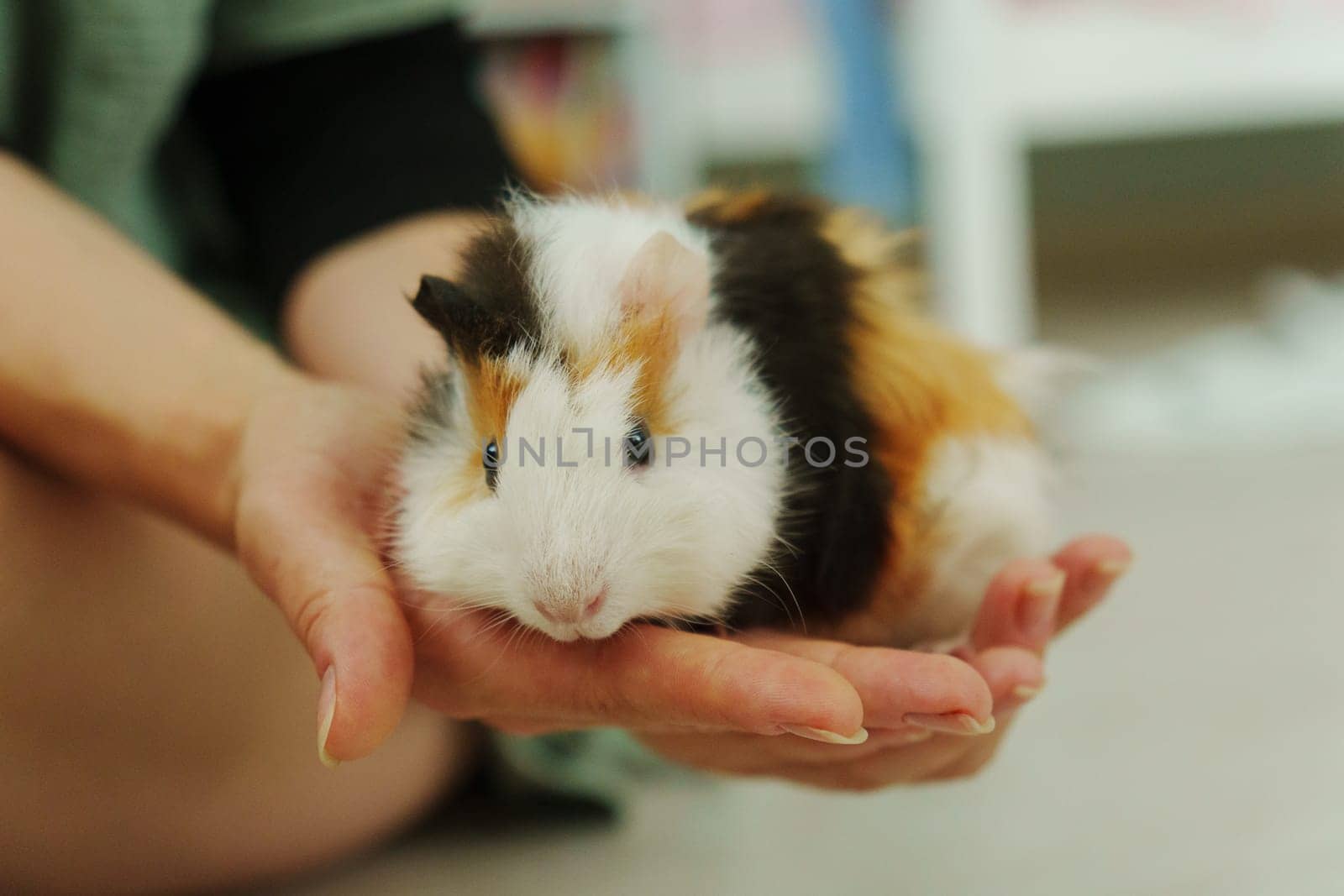 Friendly guinea pig being lovingly cradled in a person hands, showcasing its unique fur