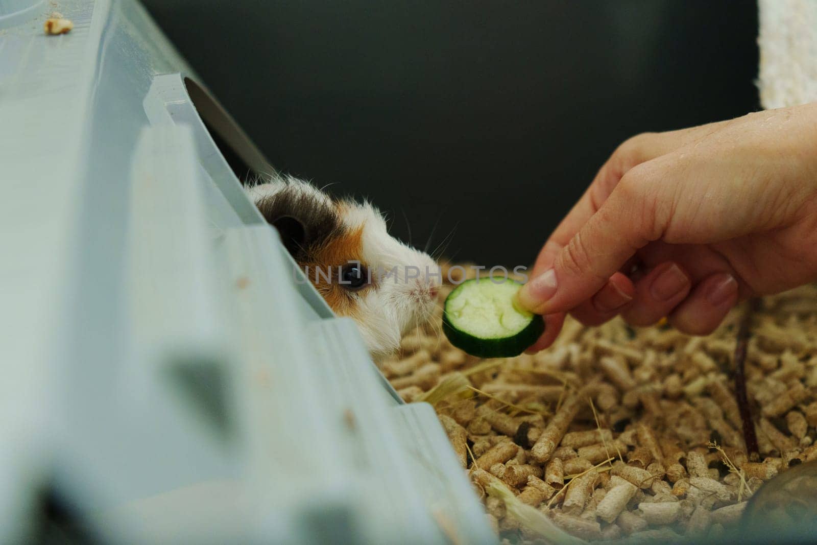 A playful guinea pig eagerly reaches for a slice of fresh cucumber during a delightful afternoon
