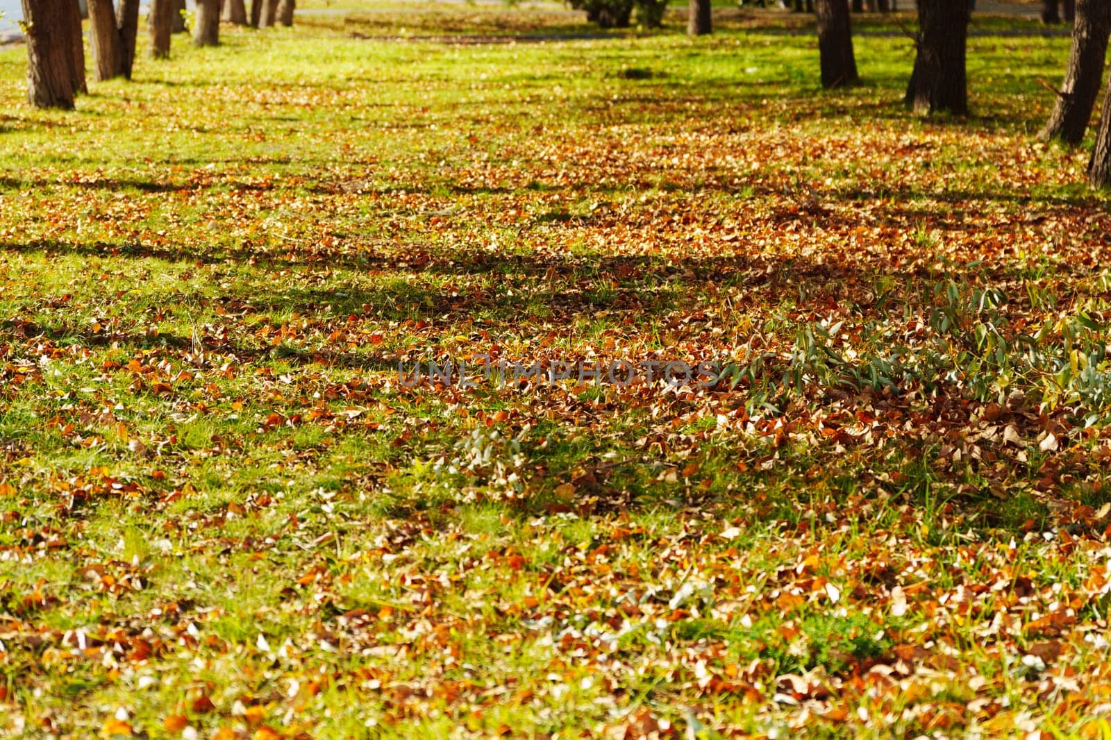 Leaves gently cover the ground as sunlight filters through the canopy of trees, creating a peaceful ambiance along the winding path in the park.