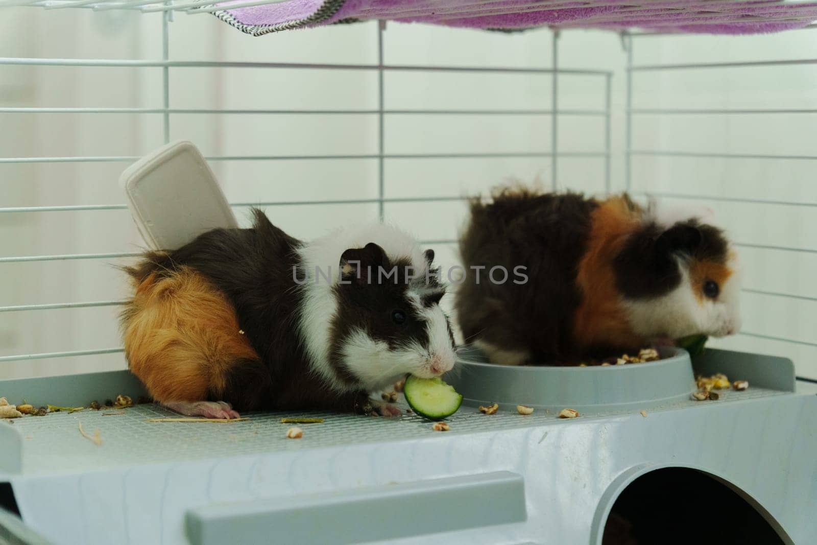 A playful guinea pig eagerly reaches for a slice of fresh cucumber during a delightful afternoon