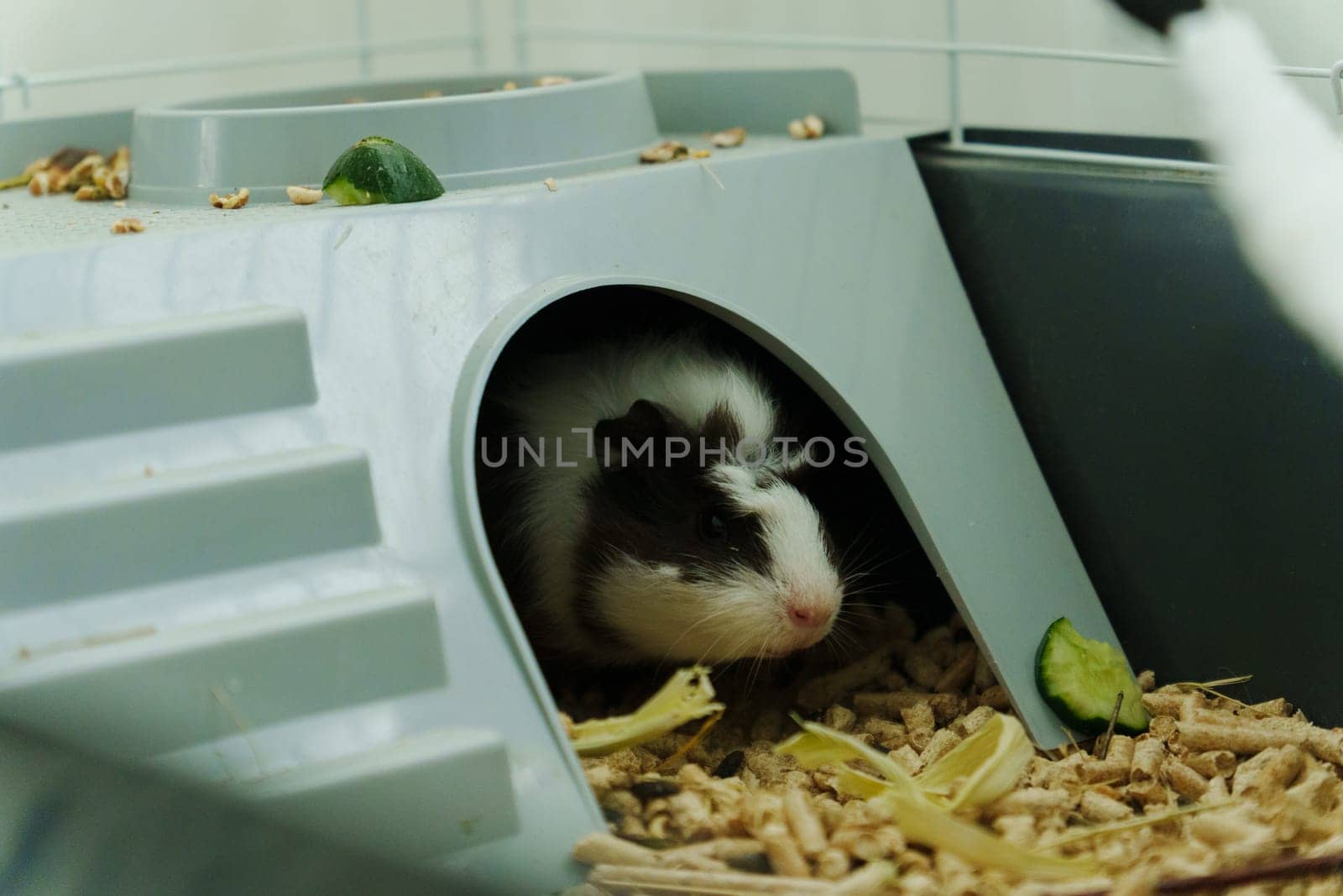A cheerful guinea pig enjoys a delicious cucumber slice offered by its caring owner in a cozy indoor habitat