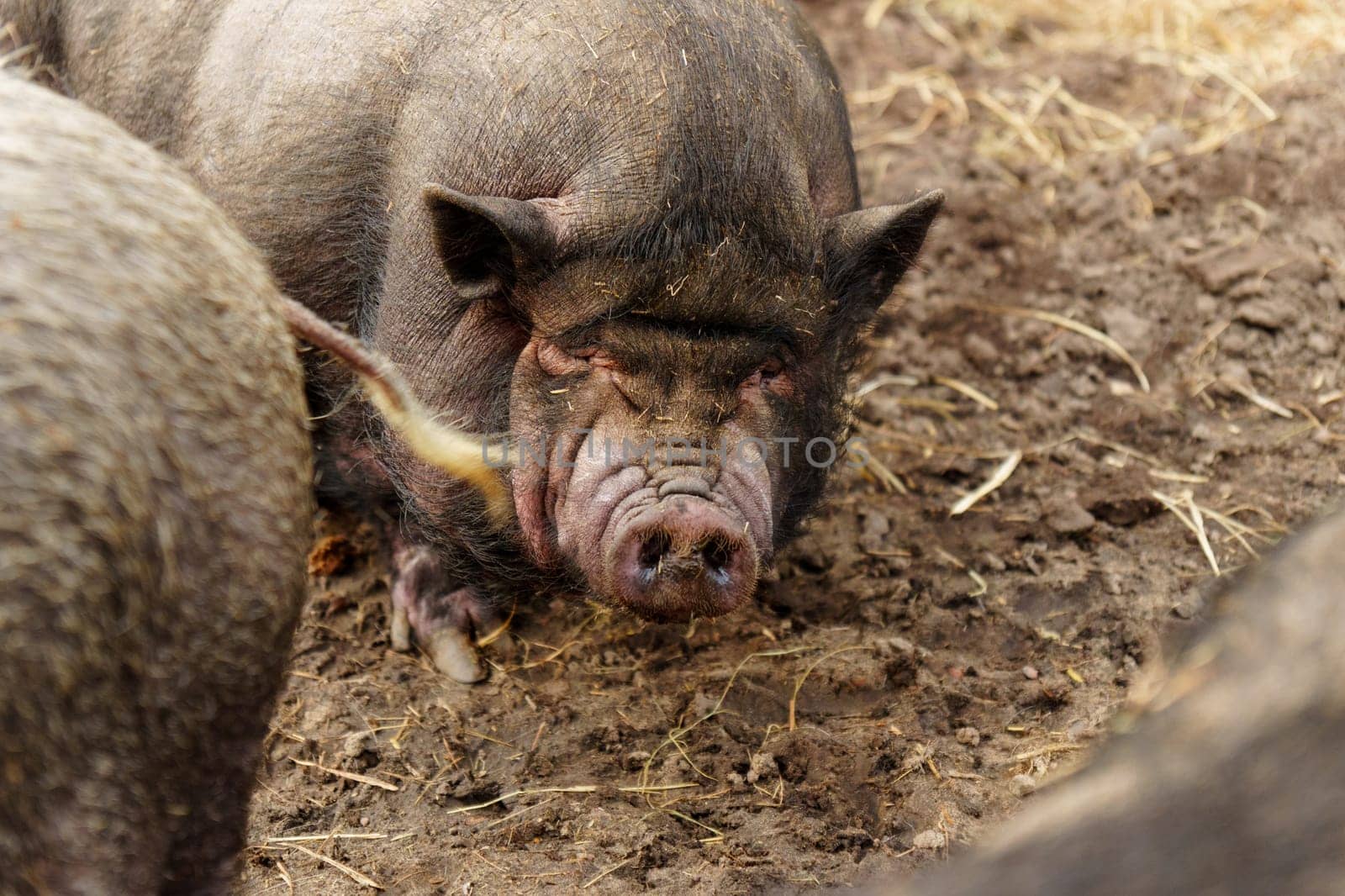 Pigs close up are standing gracefully on top of a rugged on farm.