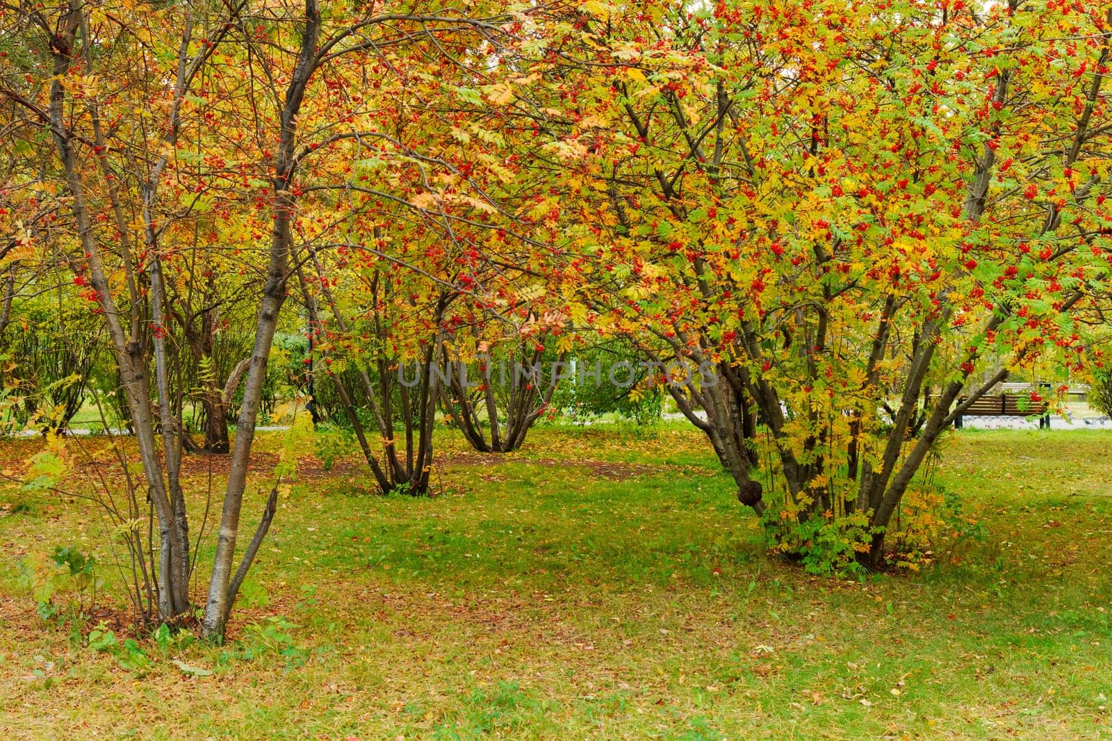 Golden and red leaves blanket the green grass as trees stand tall, showcasing their colorful autumn foliage. A peaceful atmosphere envelops the park in mid-afternoon light.