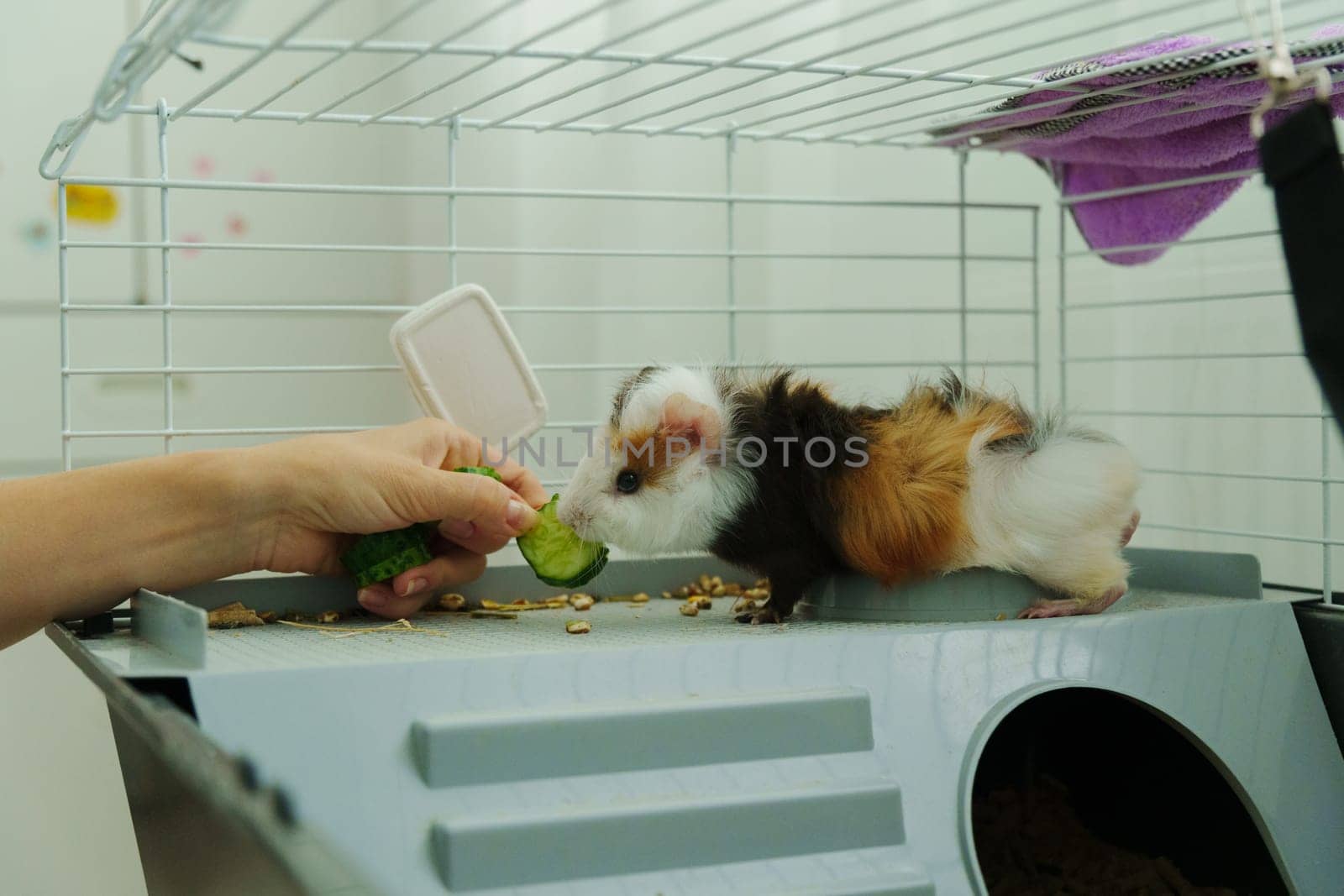 Guinea pig peeks out of its cozy habitat while enjoying a refreshing slice of cucumber in the early