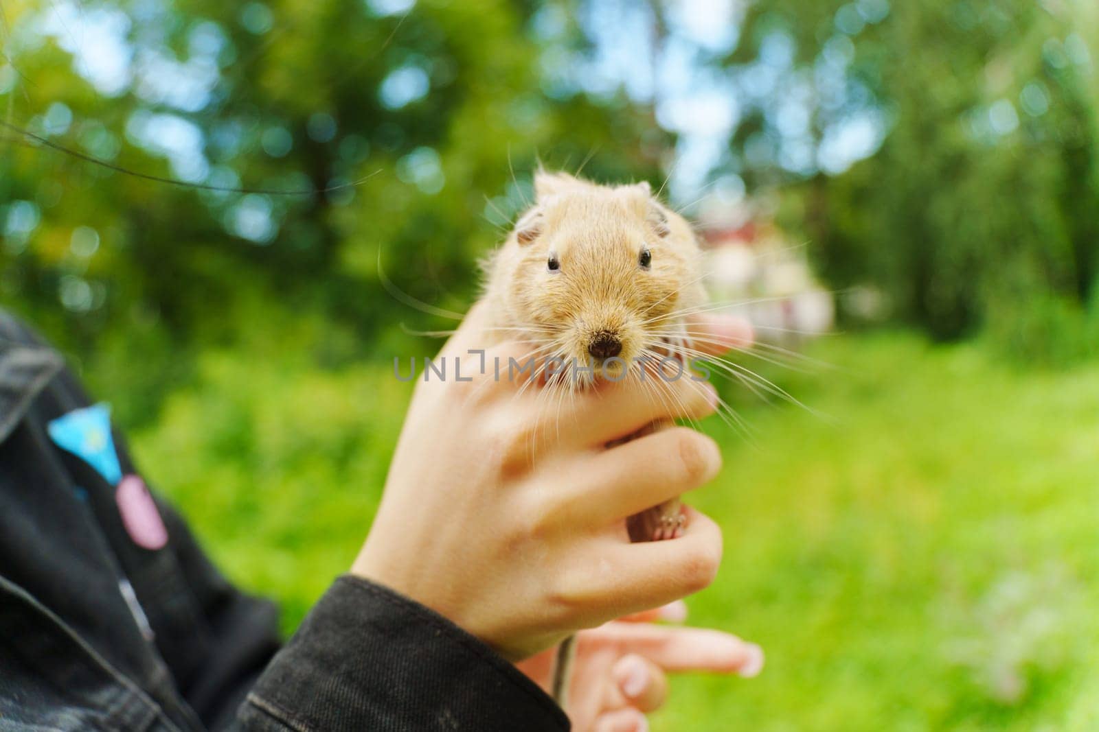 A cozy moment with a pet squirrel nestled comfortably in its owner's embrace during a sunny afternoon at home