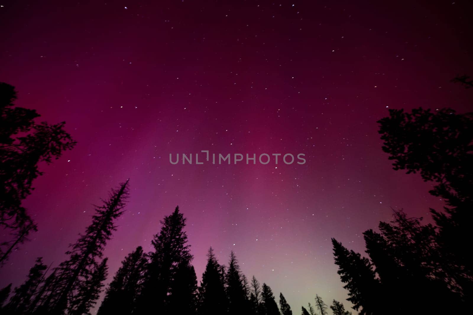 Majestic northern lights illuminate the night sky with vibrant shades of purple, creating a stunning backdrop over a dense pine forest in lowman Idaho