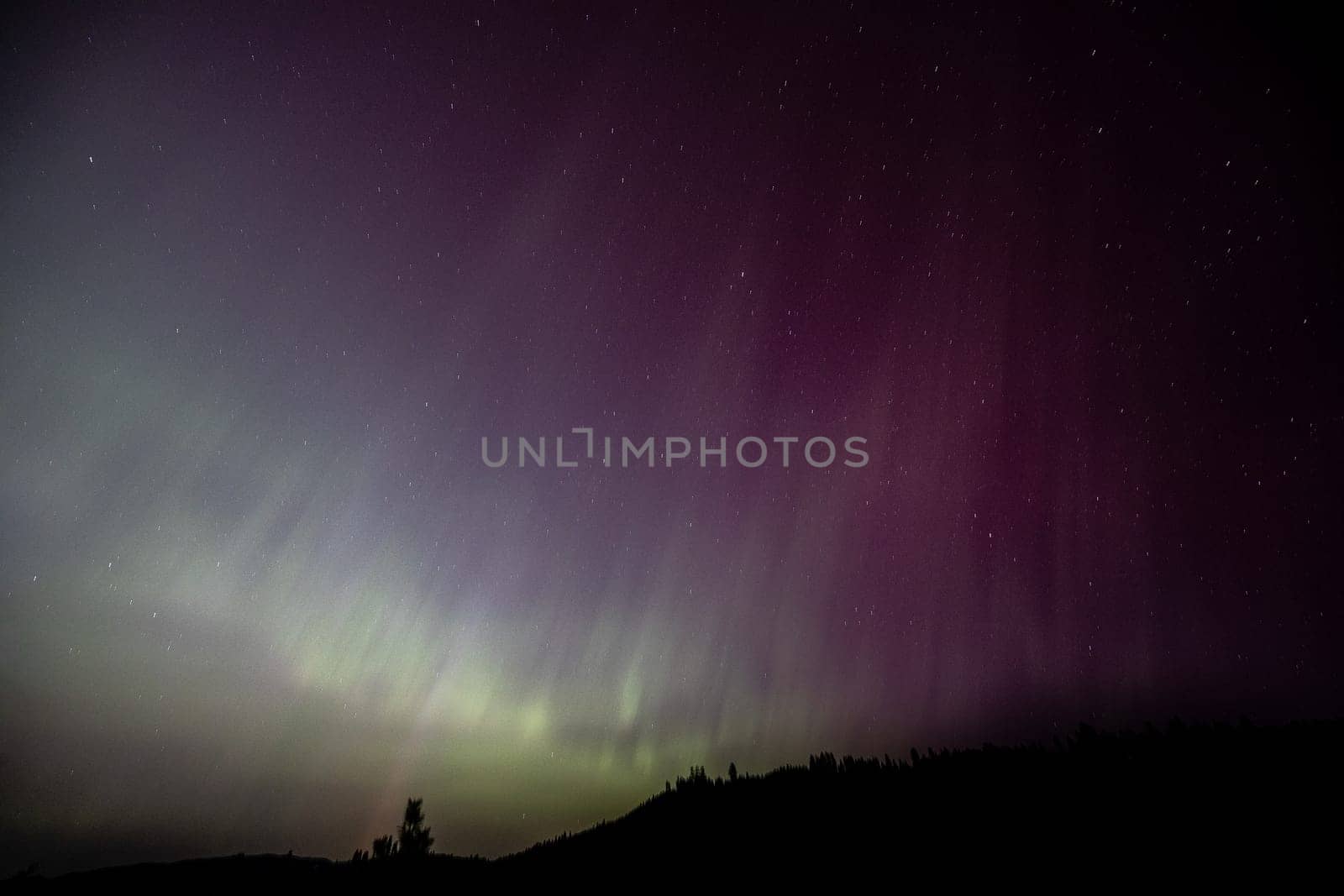 A breathtaking view of the Aurora Borealis lighting up the night sky with vibrant green and purple colors, set against a backdrop of twinkling stars and silhouetted trees near Boise, Idaho