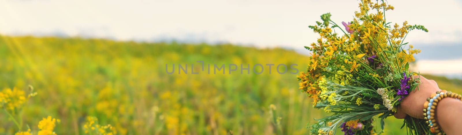 Woman in a meadow with medicinal herbs. Selective focus. Nature.