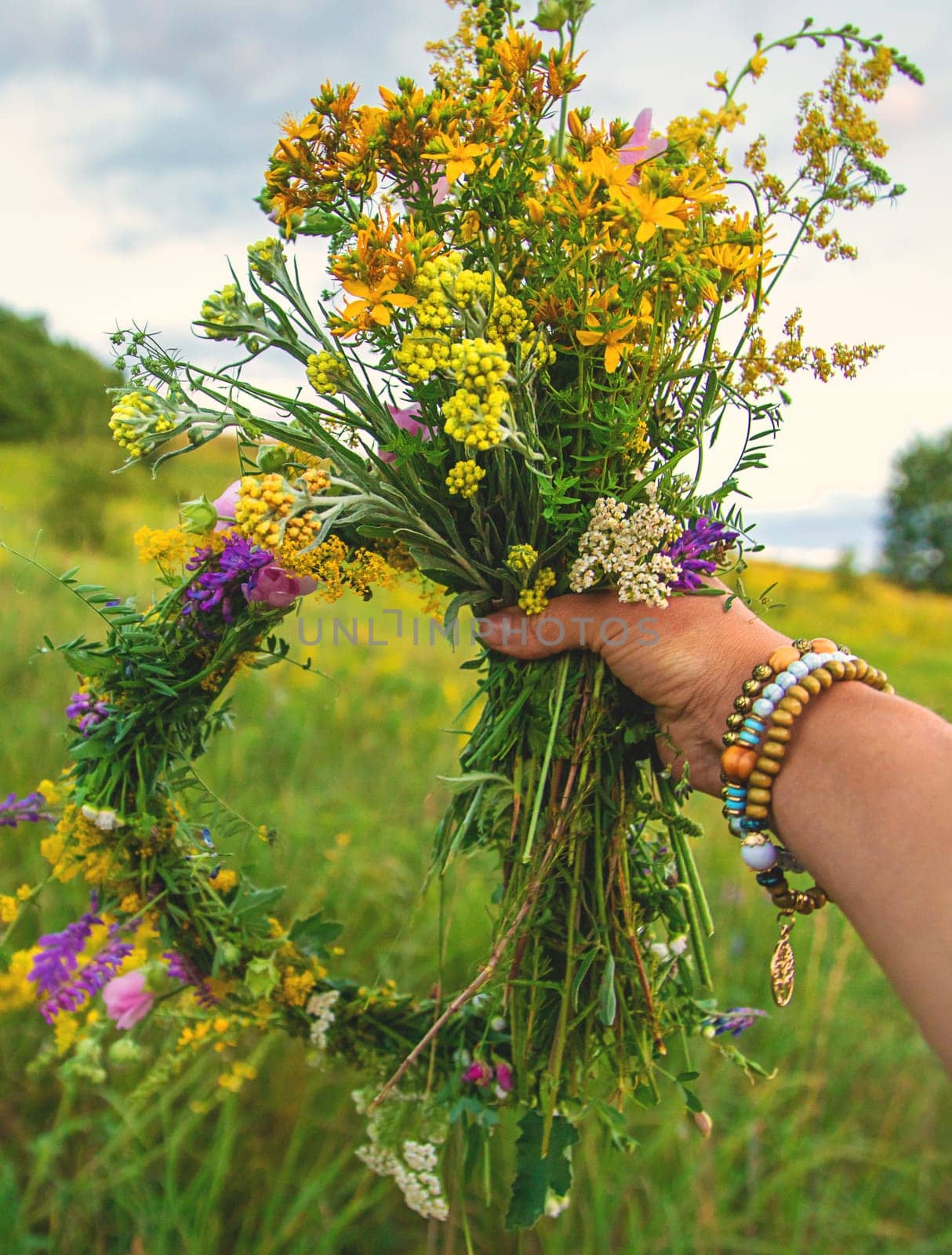 Woman in a meadow with medicinal herbs. Selective focus. Nature.