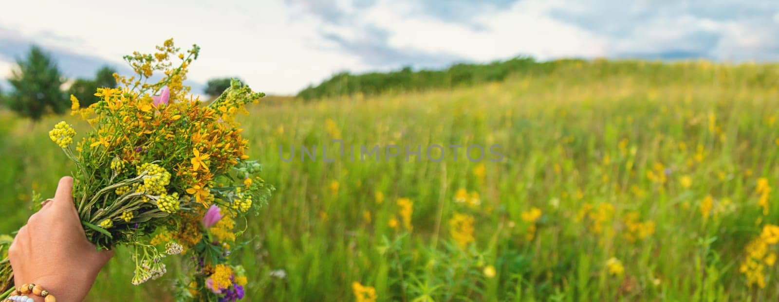 Woman in a meadow with medicinal herbs. Selective focus. Nature.