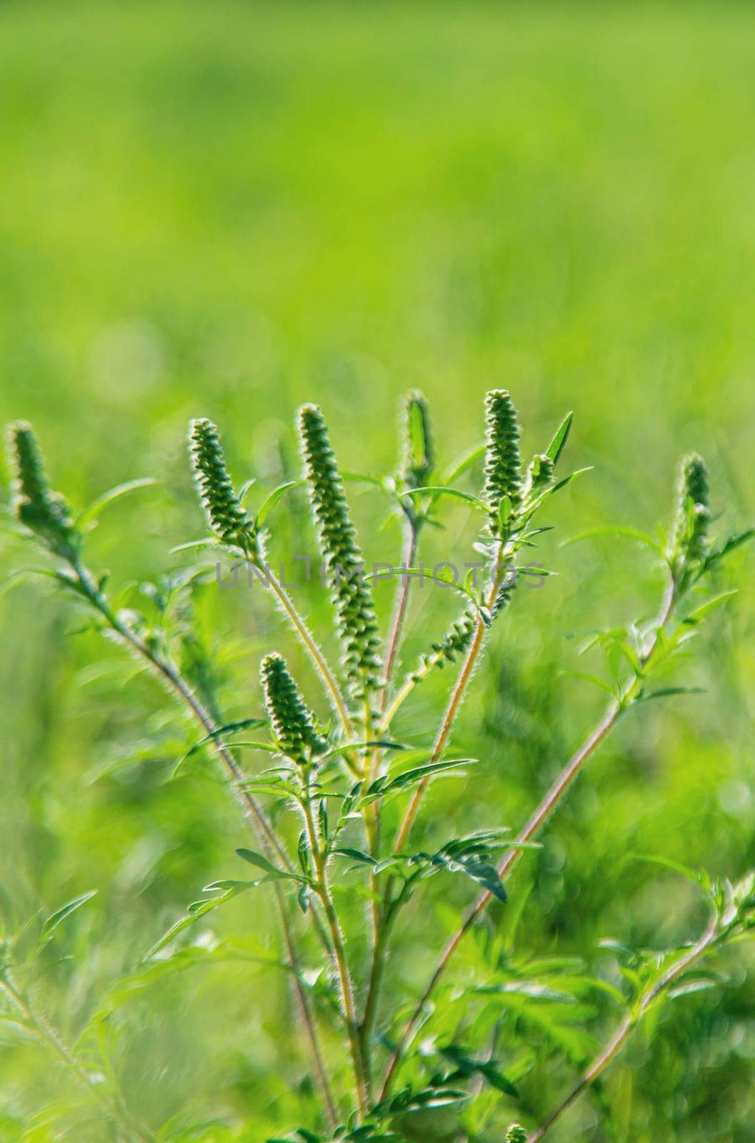 Ragweed blooms in the garden. Selective focus. Nature.