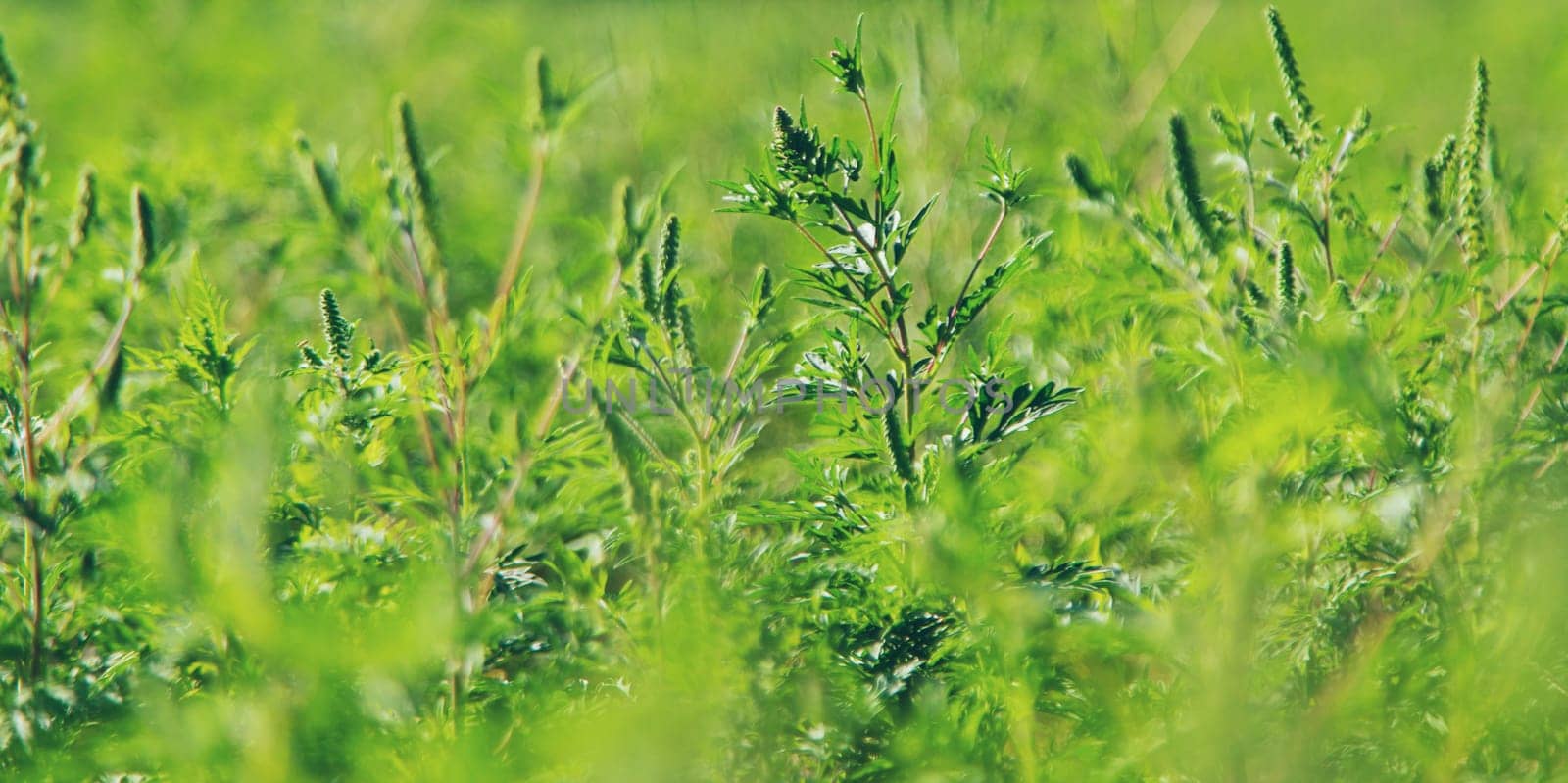 Ragweed blooms in the garden. Selective focus. Nature.