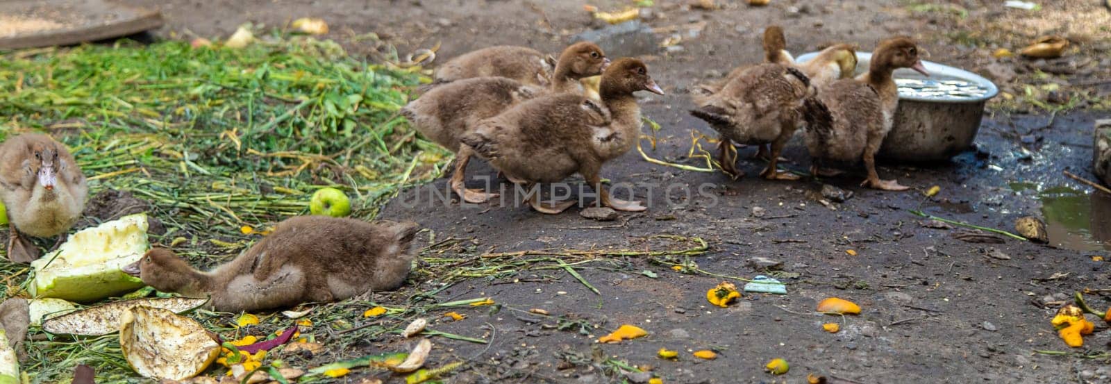 Ducks on a farm. Selective focus. Nature.
