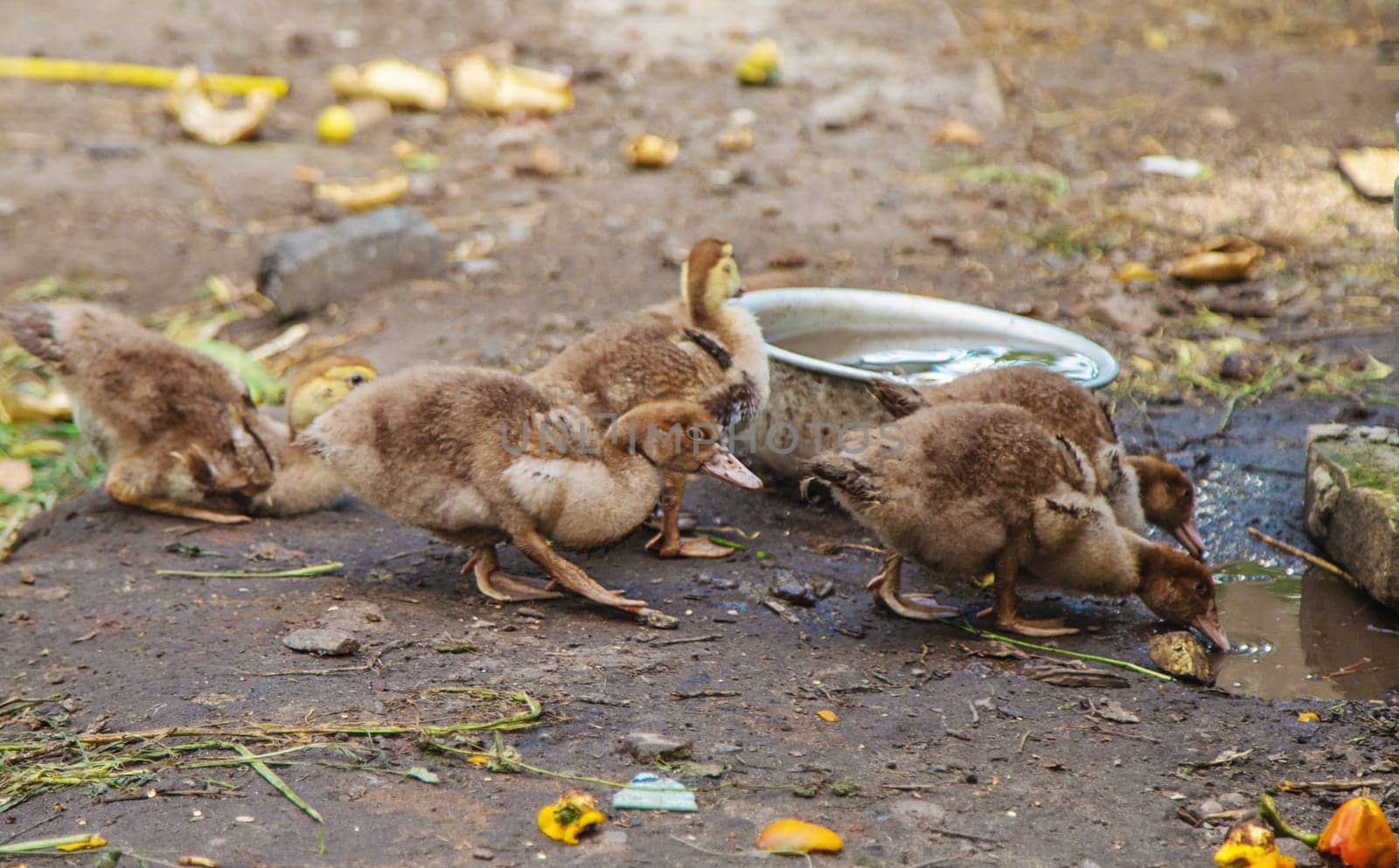 Ducks on a farm. Selective focus. Nature.