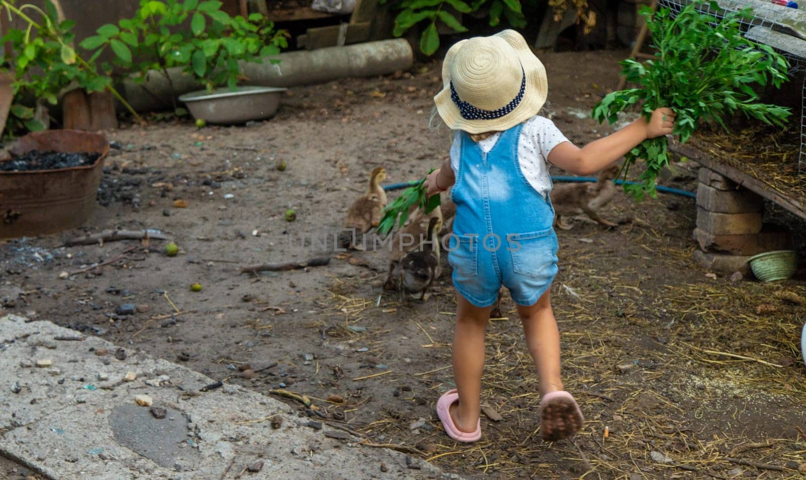 Child with ducklings on a farm. Selective focus. Kid.